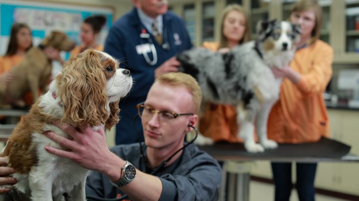 Veterinary Technology students examining dogs